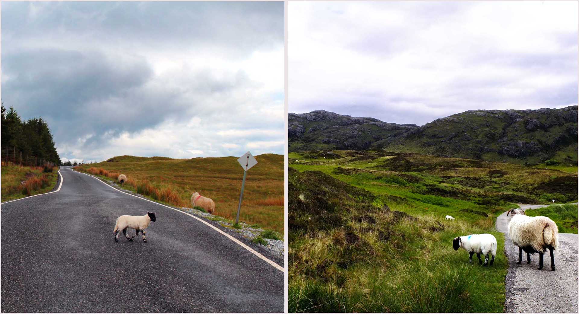 moutons ecosse vallée de glencoe highlands