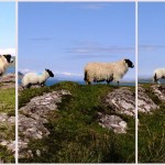 trotternish skye scotland ecosse moutons
