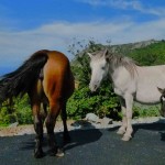 chevaux galice
