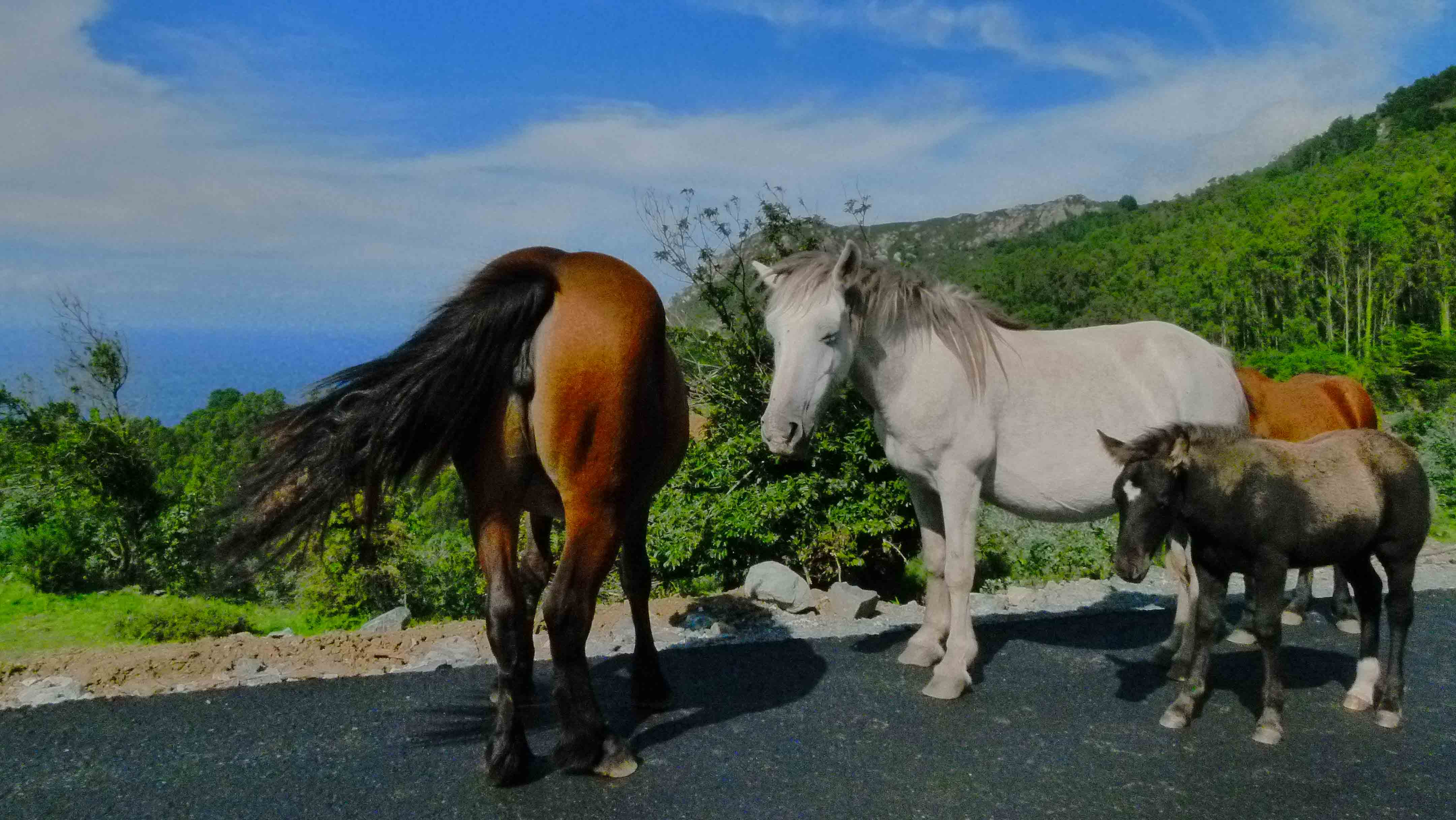 chevaux galice