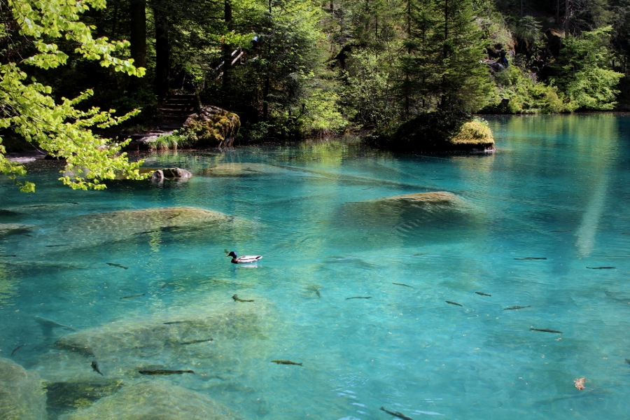 lac bleu_blausee_suisse (4) (900x600)