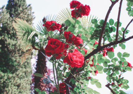 lac_come_italie_varenna-villa_monastero_13