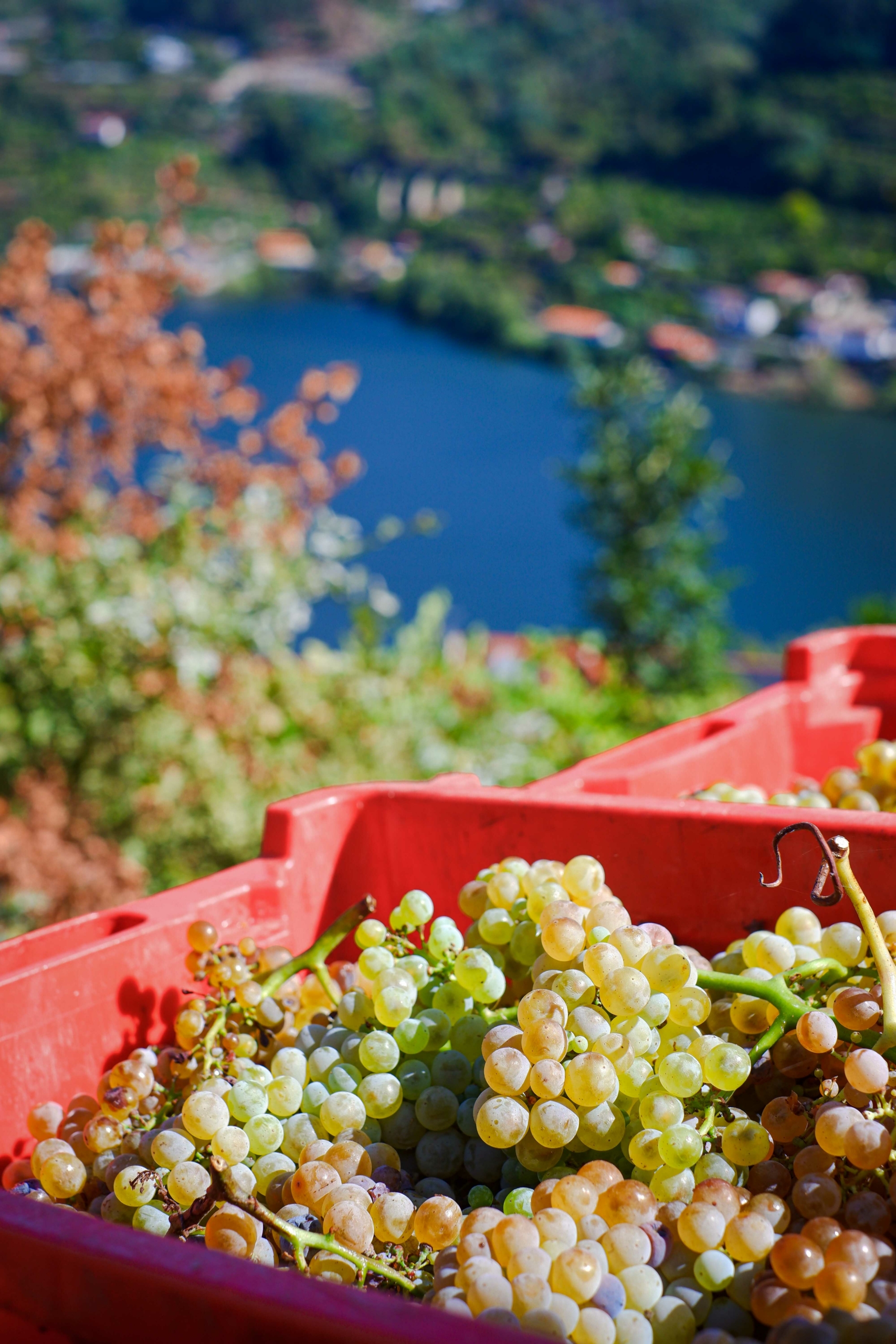 douro_country_house-22