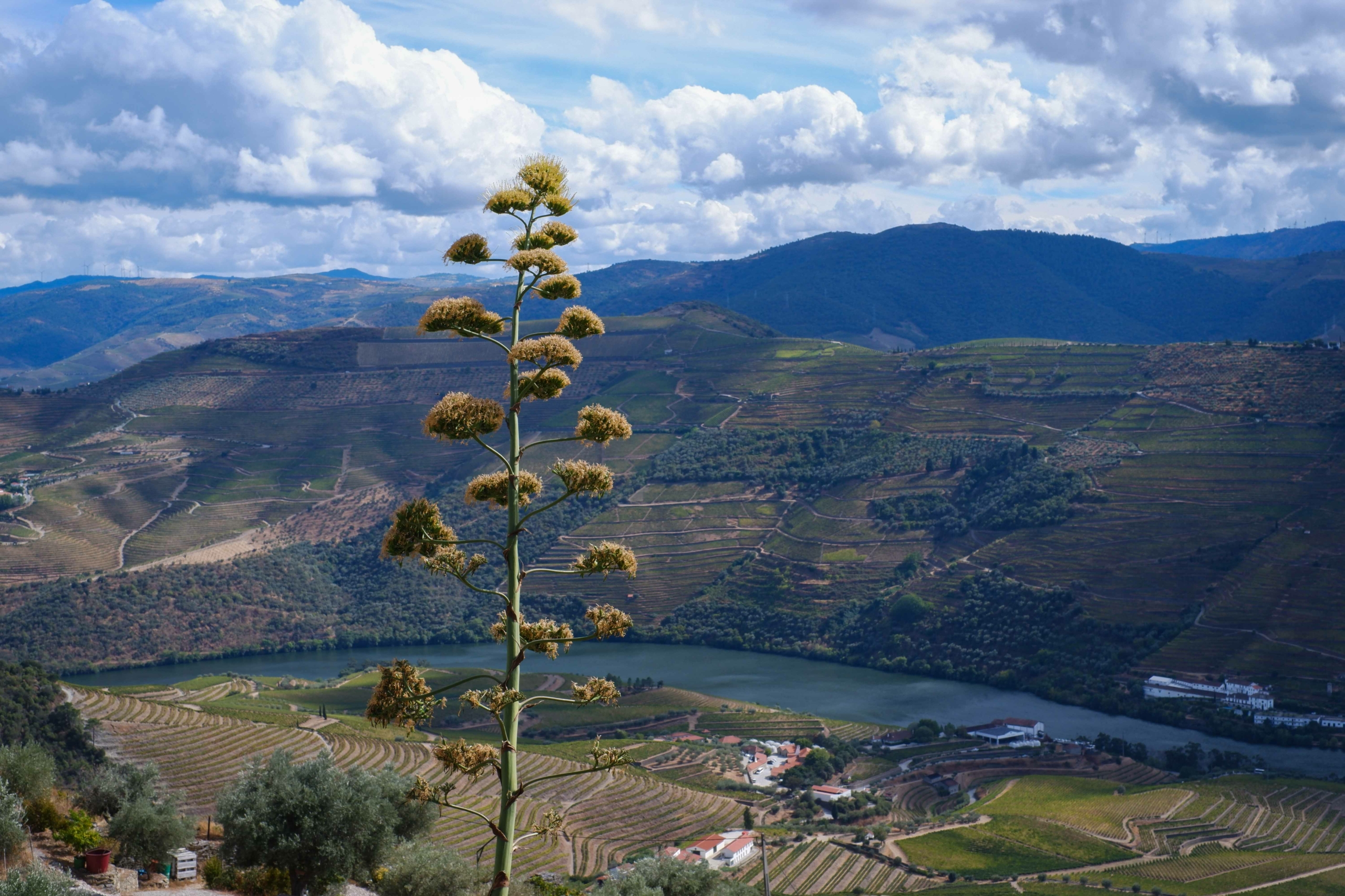 portugal_vallee_douro (5)