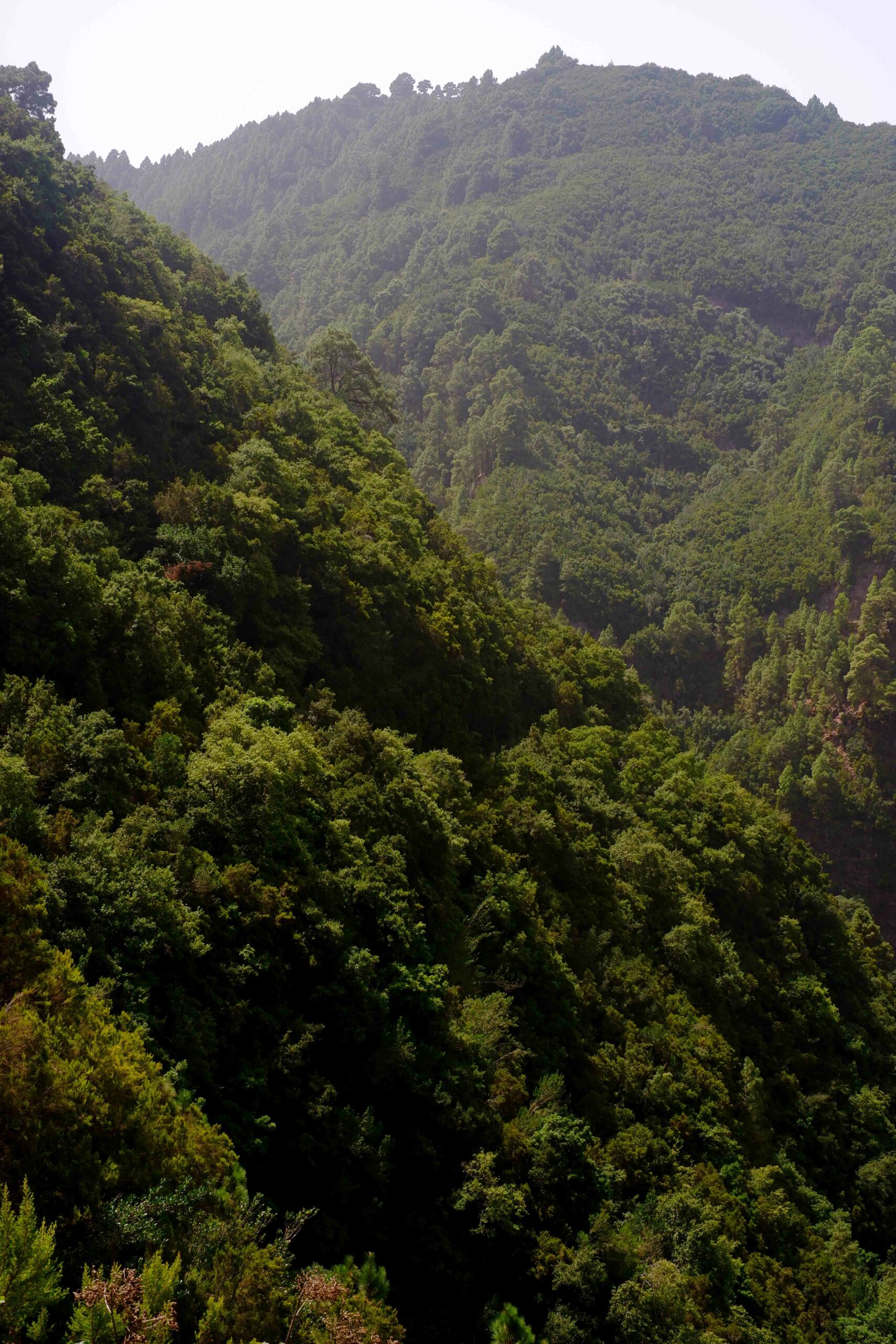 Visiter l'île de la Palma en 5 jours :